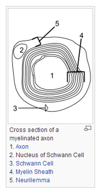 Cross section of a myelinated axon taken from http://en.wikipedia.org/wiki/Myelin